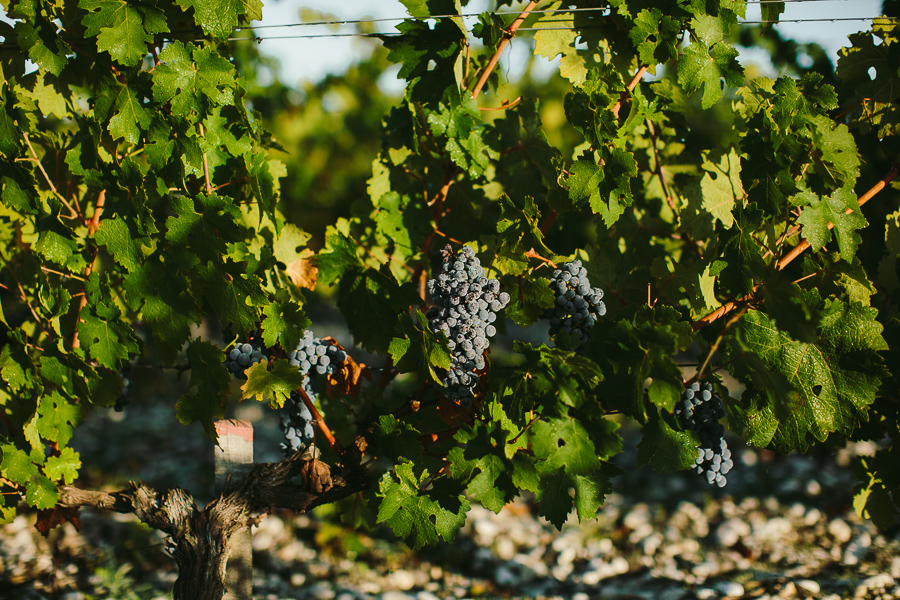 Rangs de vigne à l'automne au Château Brane-Cantenac, Margaux Gironde