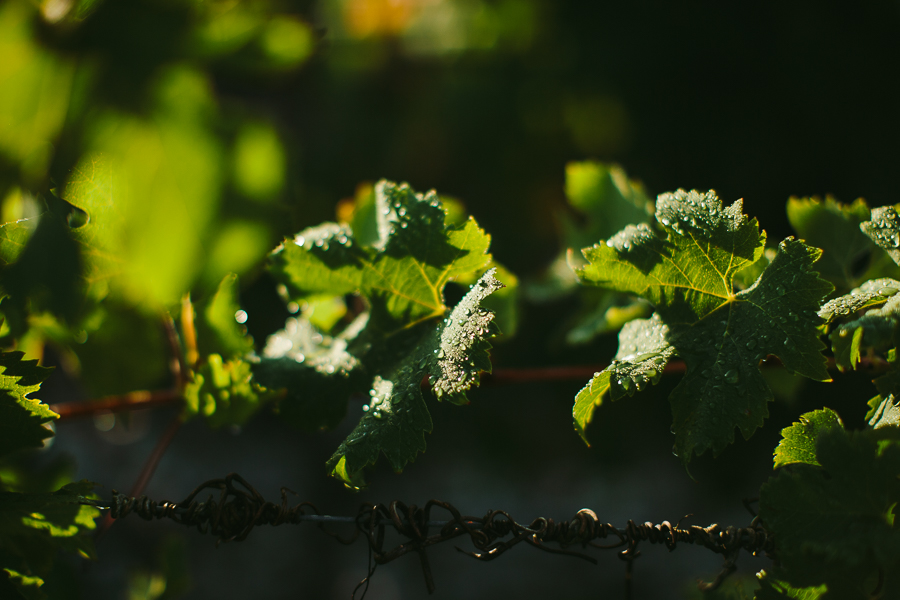 détail pluie sur la vigne à l'automne au Château Brane-Cantenac, Margaux Gironde
